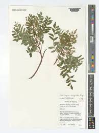 Image result for Schinopsis