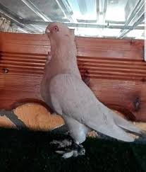 Misael Rodriguez Adli Kullanicinin Syrian Pigeons Panosundaki Pin Hayvanlar Guzel Kuslar Hayvanlar Alemi
