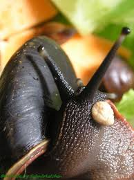 Автор фото © евгения исаева продают под названием caracolus sagemon. Caracolus Excellence Wildlife Photo Gallery Tieres Webseite