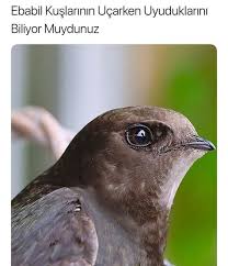 Senanur Cirak Adli Kullanicinin Biliyor Muydunuz Panosundaki Pin Biliyor Muydunuz Bilgi Alintilari Gercekler