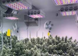 How cannabis plants react to light. Uv Leds Lighting For A Robust Cannabis Growing Operation Novus Light Today