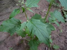 Image result for Chenopodium simplex