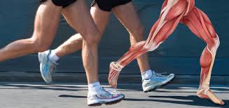 Learn its anatomy and achilles tendon: Achilles Tendon Anatomy And Function