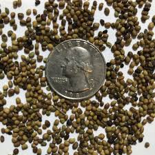 Image result for Tinnea vesiculosa