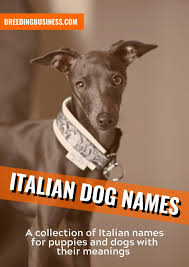 Max, charlie, and cooper for male dogs. 125 Italian Dog Names From Italian Culture Geography Food Mafia
