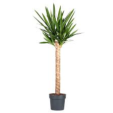 Image result for Yucca gigantea