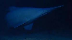 alan jamieson goblin shark study Picture