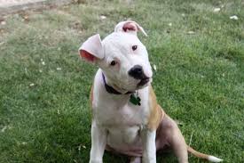 The true purpose of ear cropping in pit bulls and its pros and cons. Why Do Some Pit Bulls Have Pointy And Others Have Floppy Ears