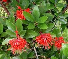 Maybe you would like to learn more about one of these? Embothrium Coccineum Alchetron The Free Social Encyclopedia