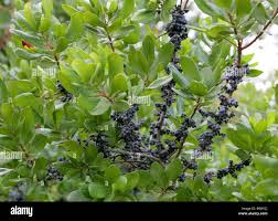 Image result for Myricaceae