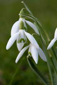 Galanthus Nivalis In The Green Snowdrop In The Green Planting Bulbs Colorful Plants Plants