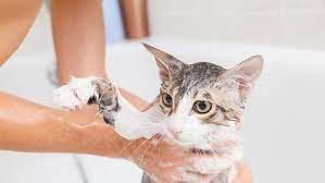 Hal ini dapat disebabkan karena faktor lingkungan yang kotor. 11 Cara Menghilangkan Telur Kutu Pada Kucing Secara Alami Praktis Dan Efektif Hot Liputan6 Com