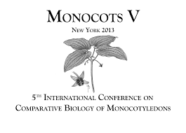 Image result for Lipocarpha rehmannii