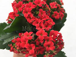 Calandiva Red Kalanchoe Blossfeldiana Blooming Succulents Live Etsy Blooming Succulents Plant Gifts Kalanchoe Blossfeldiana
