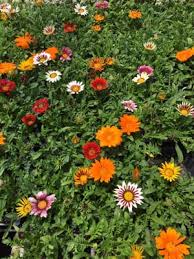 We did not find results for: Ivey Gardens 1318 E Municipal Dr Lubbock Tx Nurseries Mapquest
