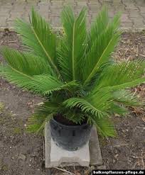 Palmfarn Cycas Revoluta Balkonpflanzen Pflege Balkon Pflanzen Pflanzen Tropische Pflanzen