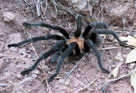 Here's where things get impressive. Species Conservation Profiles Of Tarantula Spiders Araneae Theraphosidae Listed On Cites