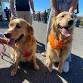 Griffin Pond Animal Shelter BARKtober Fest