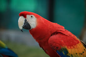 Check spelling or type a new query. Beautiful Scarlet Macaw For Sale Online Macaw Parrots Farm