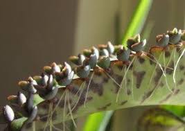 What Is The Difference Between Mother Of Thousands And Mother Of Millions In 2020 Mother Of Thousands Plant Plants Planting Flowers