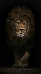 Lion Dark Wallpaper Animals Lion Pictures Animals Beautiful Lion wallpaper iphone 7 is the best high definition iphone wallpaper in 2019. animals lion pictures