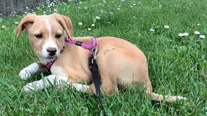 Fai un adozione ponderata e mirata, e ricordati che stai adottando un essere vivente senziente.! Cani Meticci Idee Green
