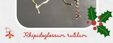 Image result for Rhipidoglossum rutilum