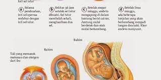 We did not find results for: Tahapan Perkembangan Embrio Pada Manusia Secara Berurutan Adalah Pertumbuhan Dan Perkembangan Pada Hewan Biologi Kelas 12
