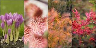 Other desert plants simply stop growing in very dry weather. 10 Plants And Flowers That Are Poisonous To Cats And Dogs Garden Safety Tips For Pets