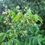 Image result for Clausena anisata