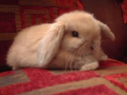Hobbyist Breeder Mini Lop Rabbits Home Rabbits For Sale Mini Lop Mini Lop Bunnies