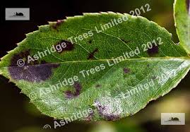 For wine growers this lack of chlorophyll inhibits the vine's ability to transmit sugar to the grape, leaving the resulting grapes with a low brix count that. Rose Bush Diseases Black Spots On Leaves Ashridge Nurseries