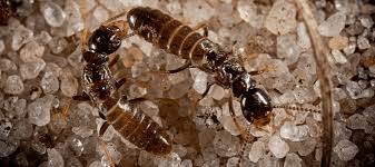 Strain after 30 minutes, and spray the mixture directly on the leaves. Can Termites Destroy Or Penetrate Concrete Abc Blog