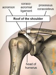 Image result for Shoulder History