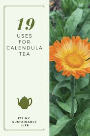 19 Uses For Calendula Tea In 2020 Calendula Tea Calendula Herbalism
