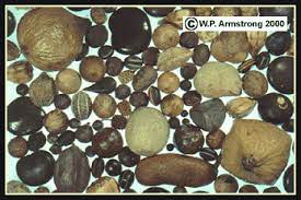 Drift Seeds And Drift Fruits Seeds Sea Beans Fruit