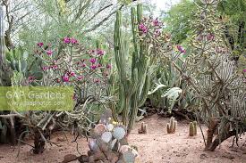 A genus in the cactus family, cactaceae. Private Desert Cactu Stock Photo By Roy Hunt Image 1371778