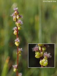 Image result for Triglochin