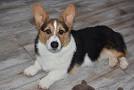 Pembroke Welsh Corgi Puppies for Sale from Reputable Dog ...