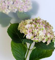 Maybe you would like to learn more about one of these? Noviflora Hydrangea 02 2021 Detail Blog