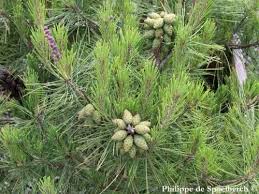 Image result for Hunteria densiflora