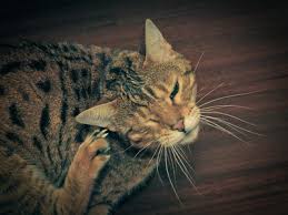 The inflammation makes the ear feel warmer from inside and the canal tends to become narrow. Causes And Treatments Of A Swollen Ear Flap