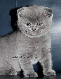 Posee pies redondos y una cola gruesa de tamaño medio. Scottish Folds And British Shorthair Kittens For Sale Bengal Cat For Sale British Shorthair Kittens Cat Scottish Fold