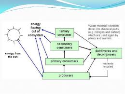 Carbon And Nitrogen Cycle
