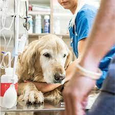 Maybe you would like to learn more about one of these? Memphis Emergency Veterinarian The Pet Hospitals