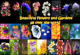 This stems from the medieval tradition of wearing his lady's colors, as a declaration of. Beautiful Flowers And Gardens All Over The World Home Facebook