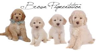 A parti colored goldendoodle is at least 50% white, with solid patches of any other color. English Goldendoodle Color Varieties Teddybear Goldendoodles