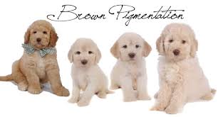 Check spelling or type a new query. English Goldendoodle Color Varieties Teddybear Goldendoodles