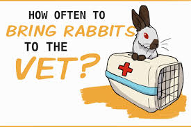 Have the pup meet the vet within the first week of bringing him or her home. How Often Should Rabbits Go To The Vet