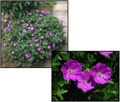 Image result for Geranium sanguineum Max Frei